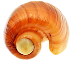 DSC_2368_cópia-removebg-preview.png