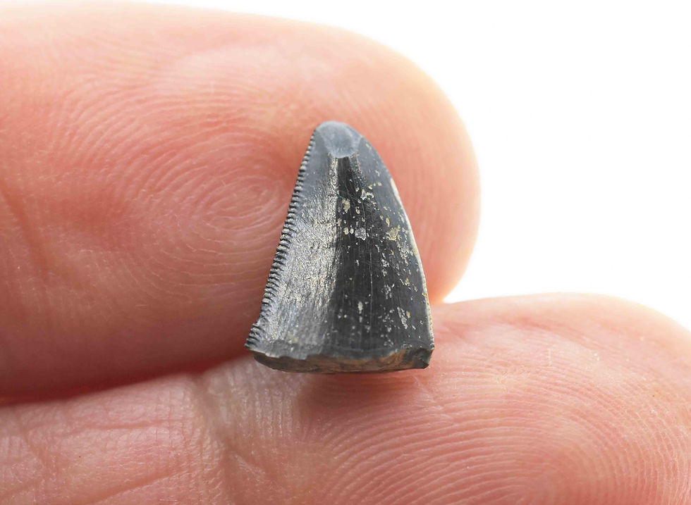 Thumbnail: Torvosaurus (tooth tip)
