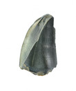 Dinosaurs Fossils / Theropod indet.