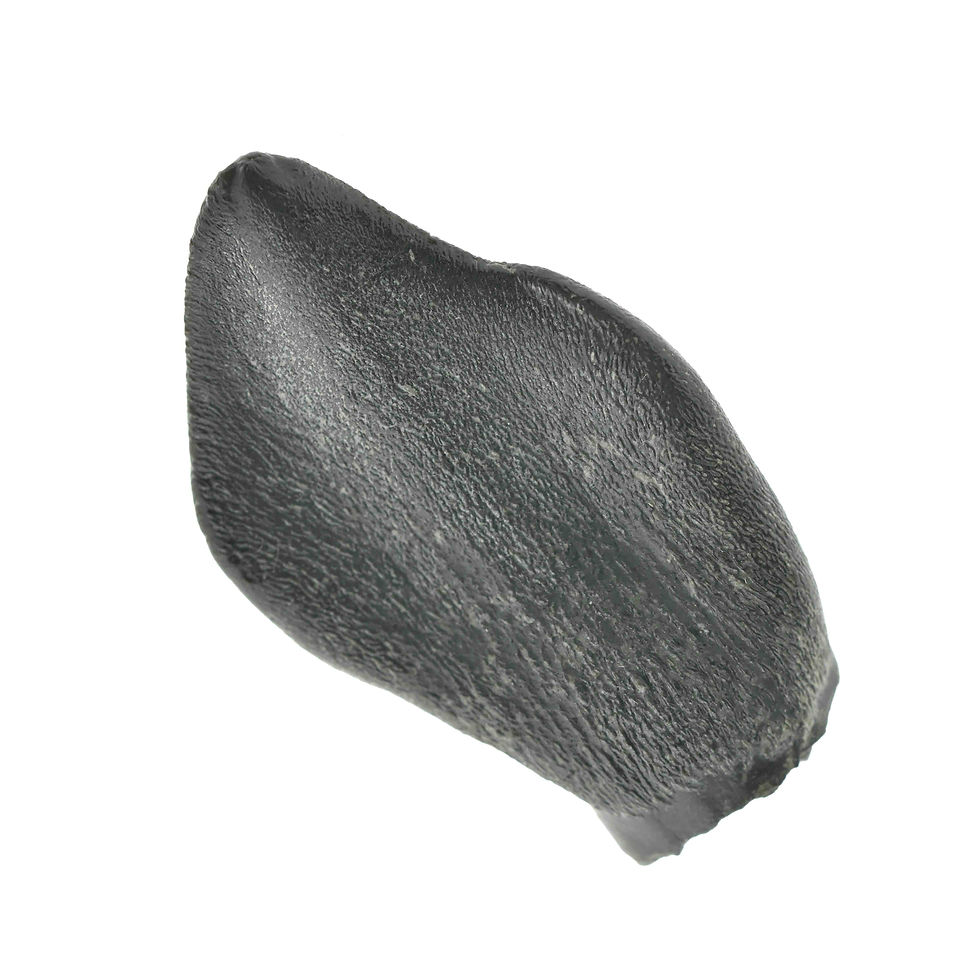 Thumbnail: cf Turiasauria sp (tooth)