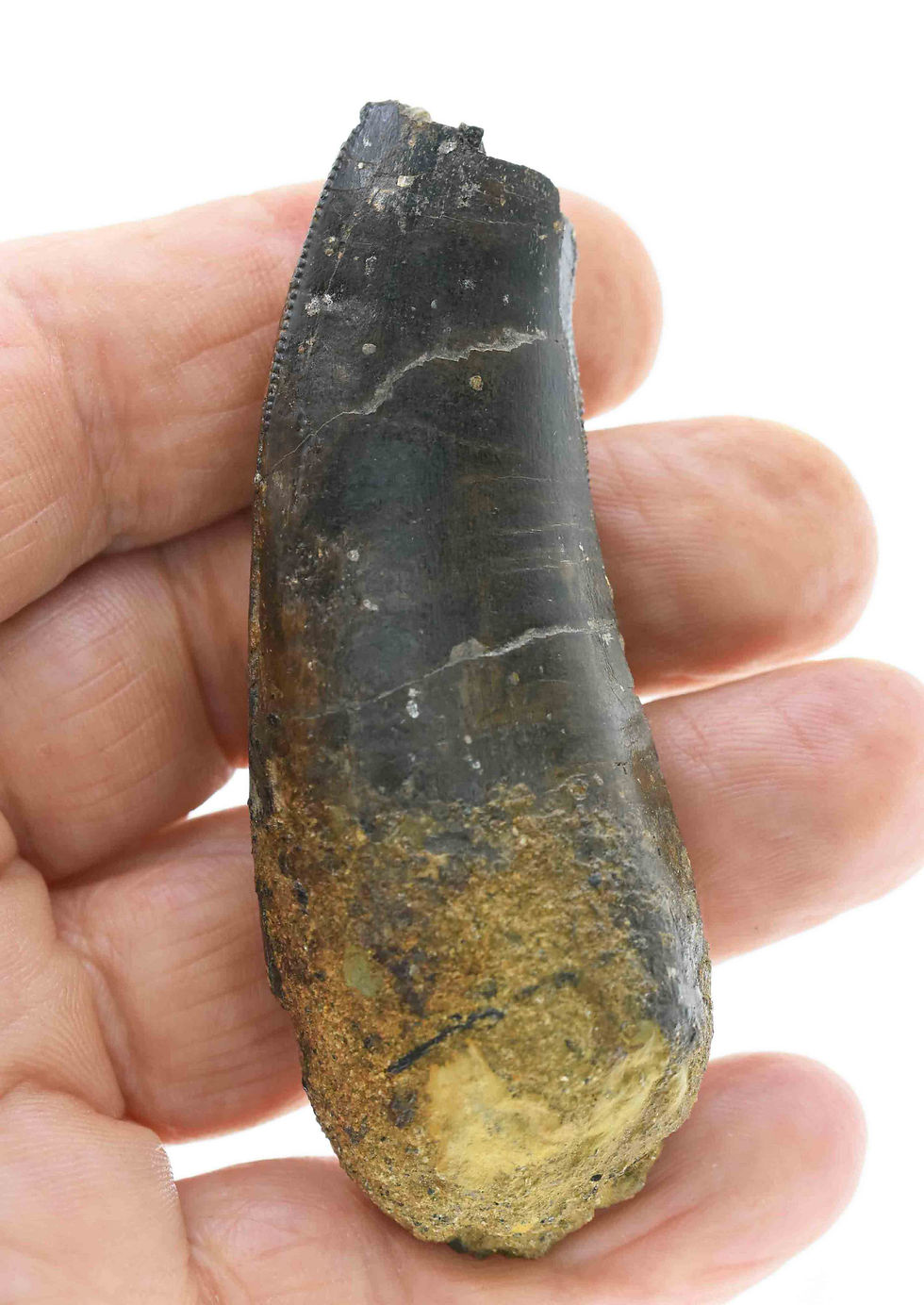 Thumbnail: Torvosaurus gurneyi (tooth)