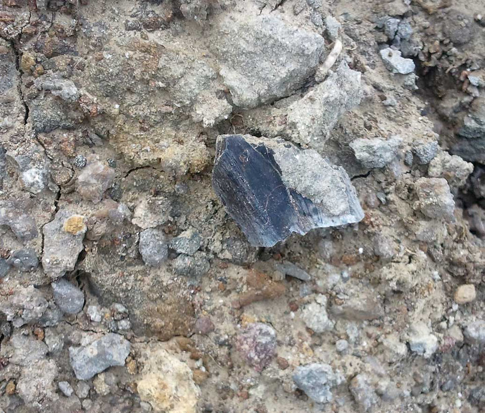 Thumbnail: Iguanodontid indet. (tooth)