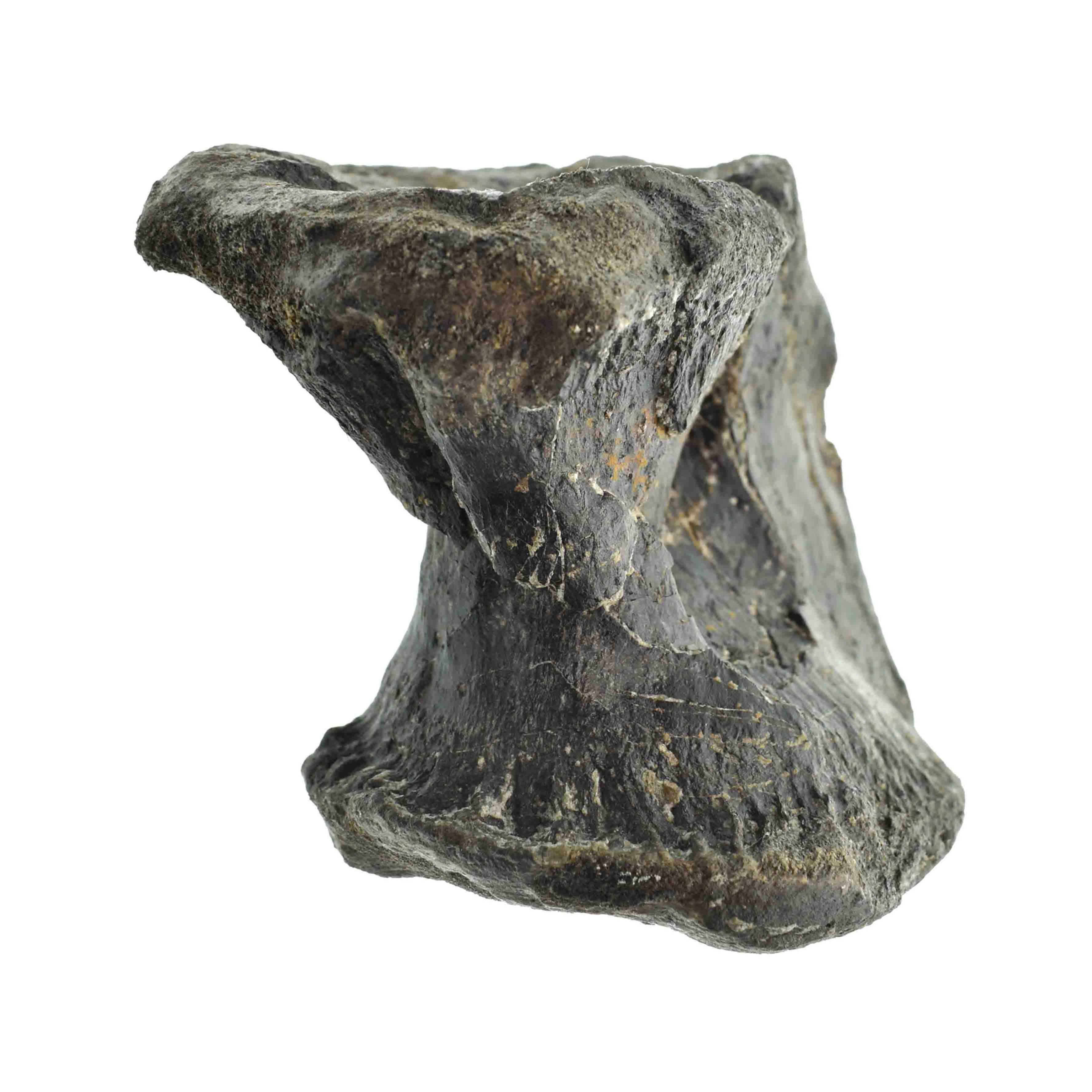 Allosaurus indet. (vertebrae)