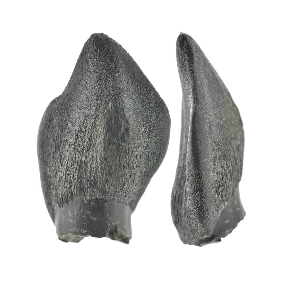 Thumbnail: cf Turiasauria sp (tooth)