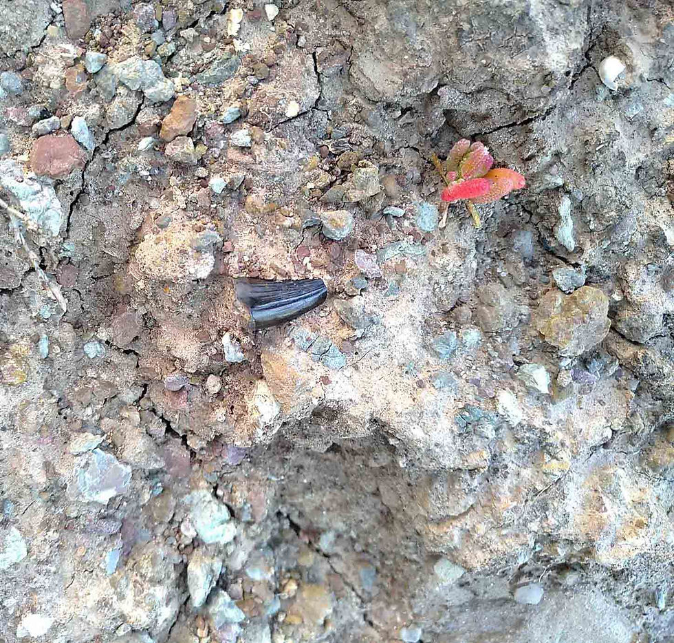 Thumbnail: Ceratosaurus indet. (tooth)