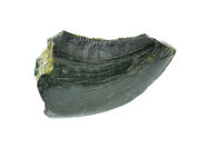 Dinosaurs Fossils / Megalosaurus indet.