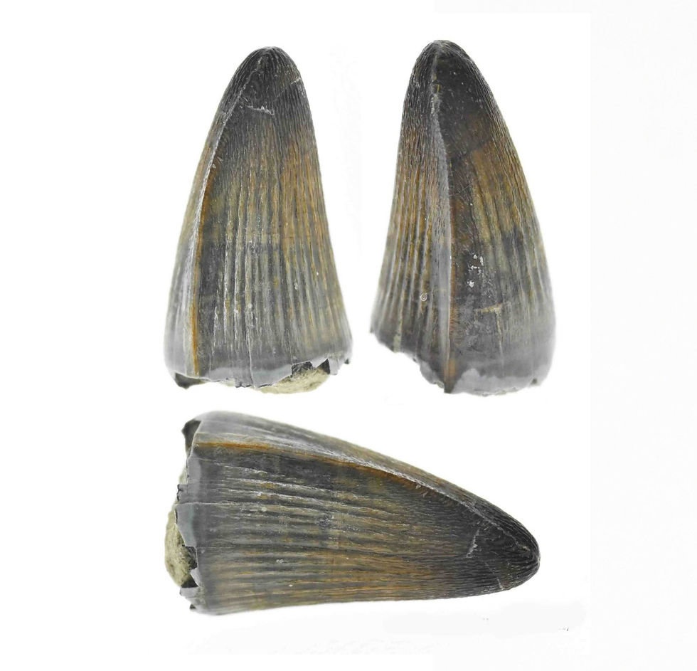 Machimosaurus indet. (Tooth)