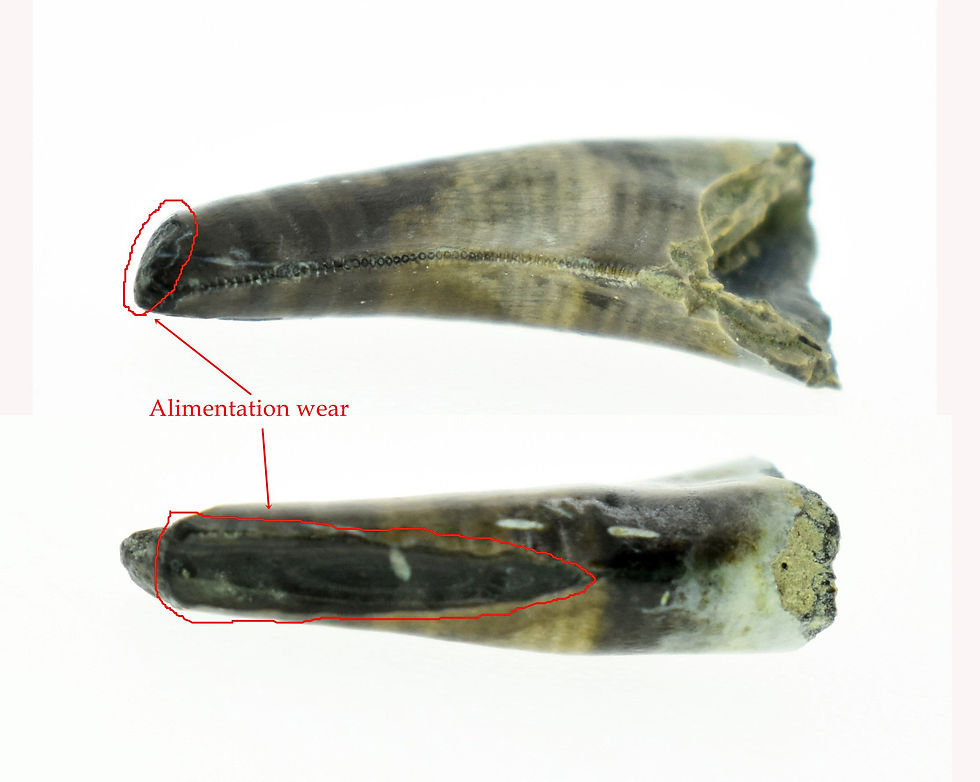 Thumbnail: Maniraptora indet. (tooth)
