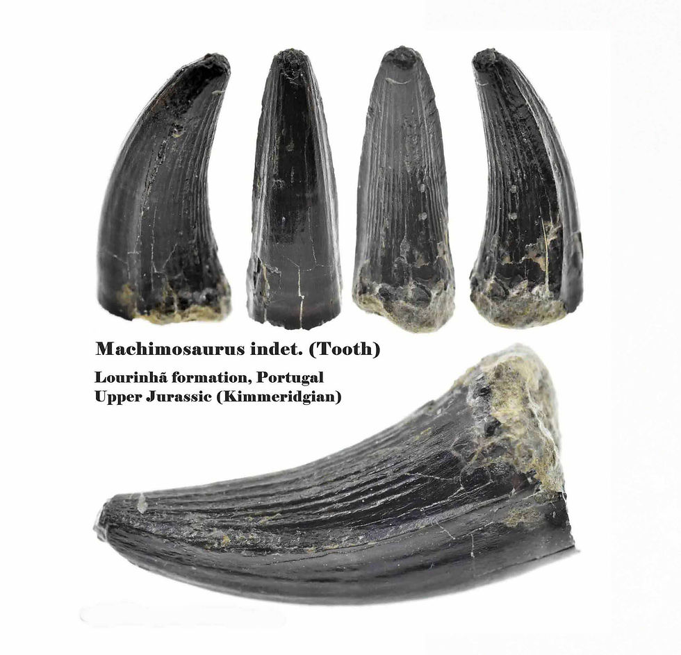 Machimosaurus indet. (Tooth)