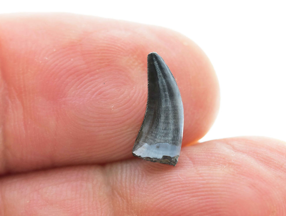 Thumbnail: Dromaeosaurid indet. (Tooh)