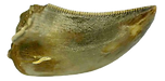 01-ooalka-removebg-preview.png