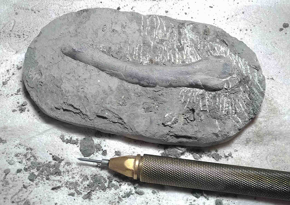 Thumbnail: Ornithischian indet. (femur)