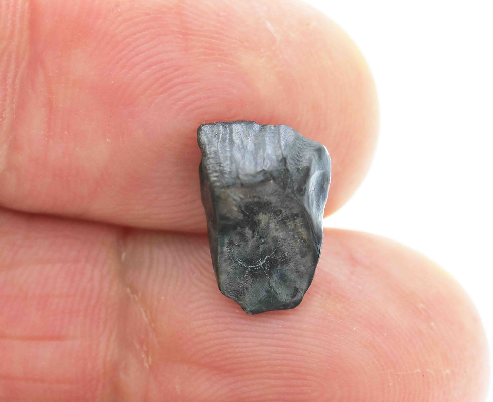 Thumbnail: Draconyx loureiroi (tooth)