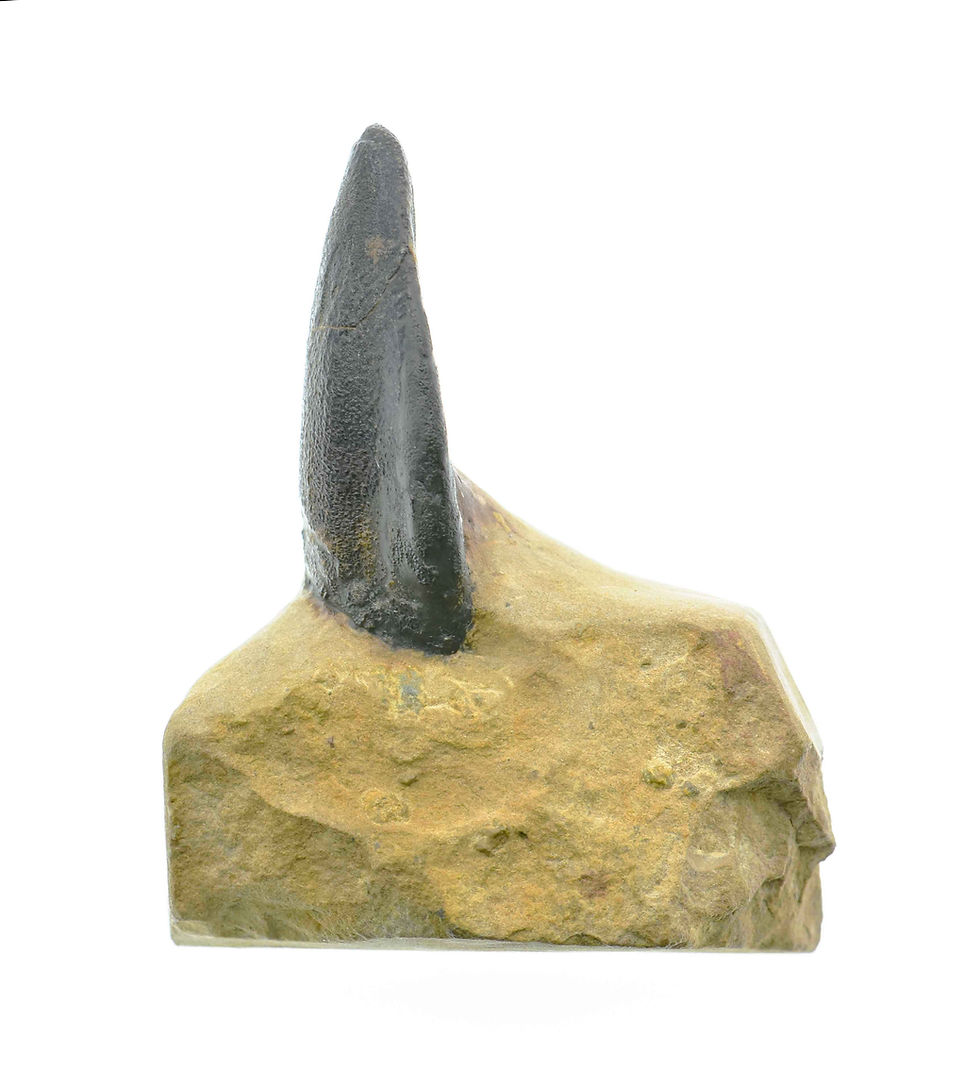 Thumbnail: cf Turiasauria sp (tooth)