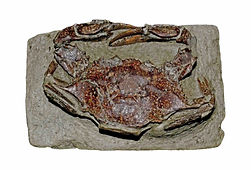 dragoshellsjp.com