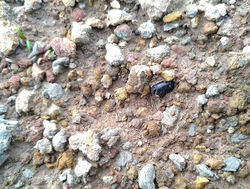 Thumbnail: Theropod indet. (tooth)