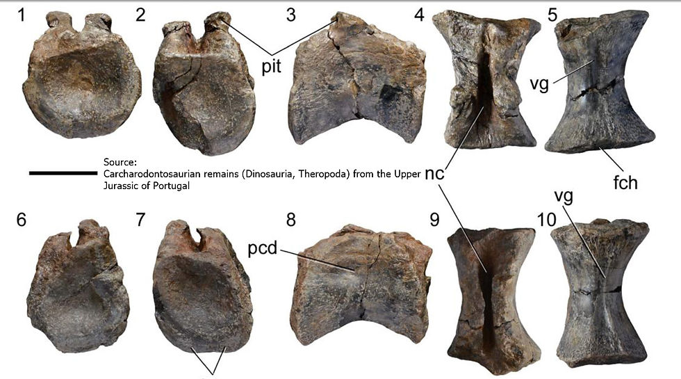 Thumbnail: Allosaurus indet. (vertebrae)