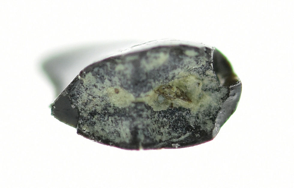 Thumbnail: Micro Torvosaurus (...)
