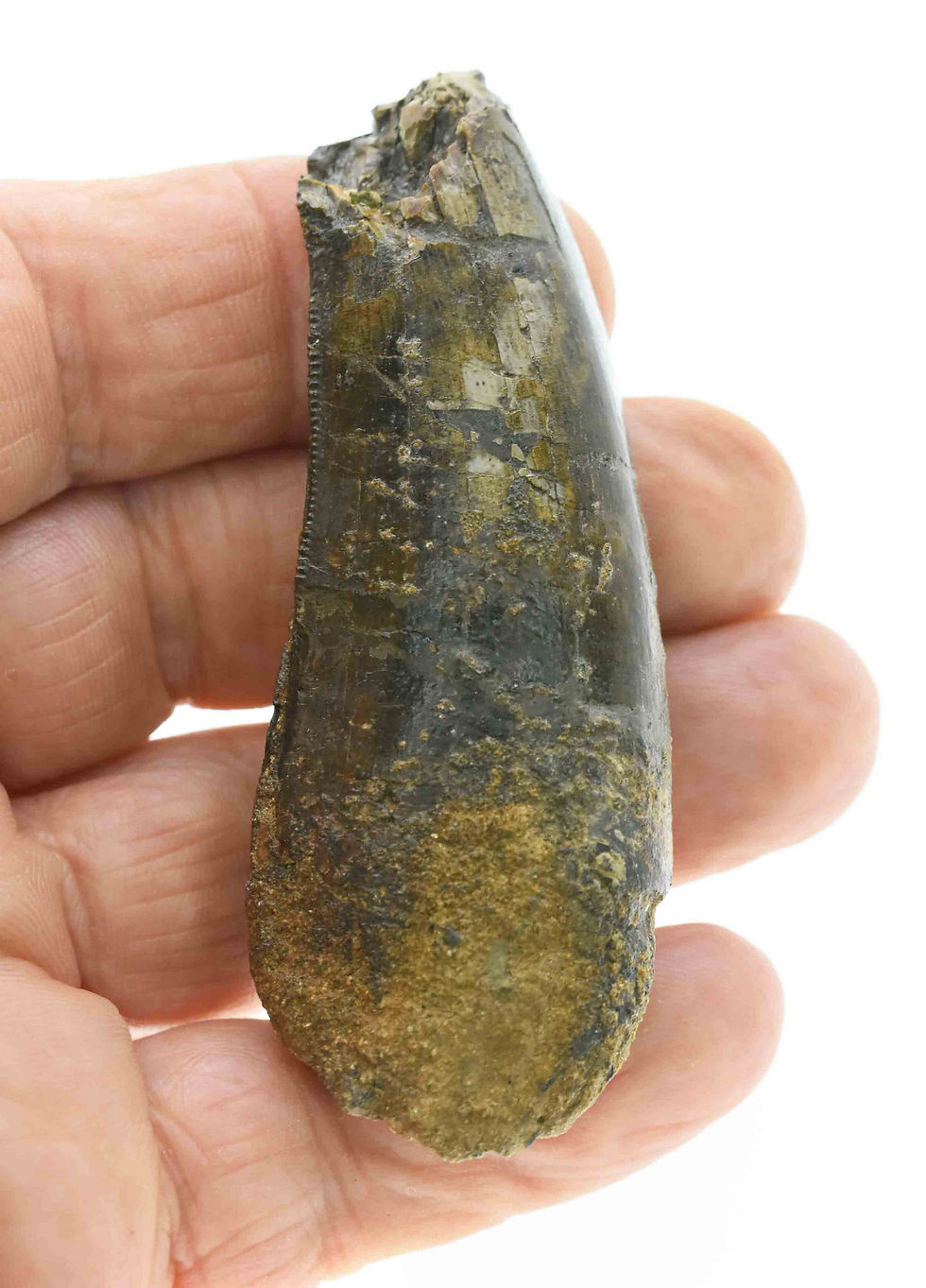 Thumbnail: Torvosaurus gurneyi (tooth)