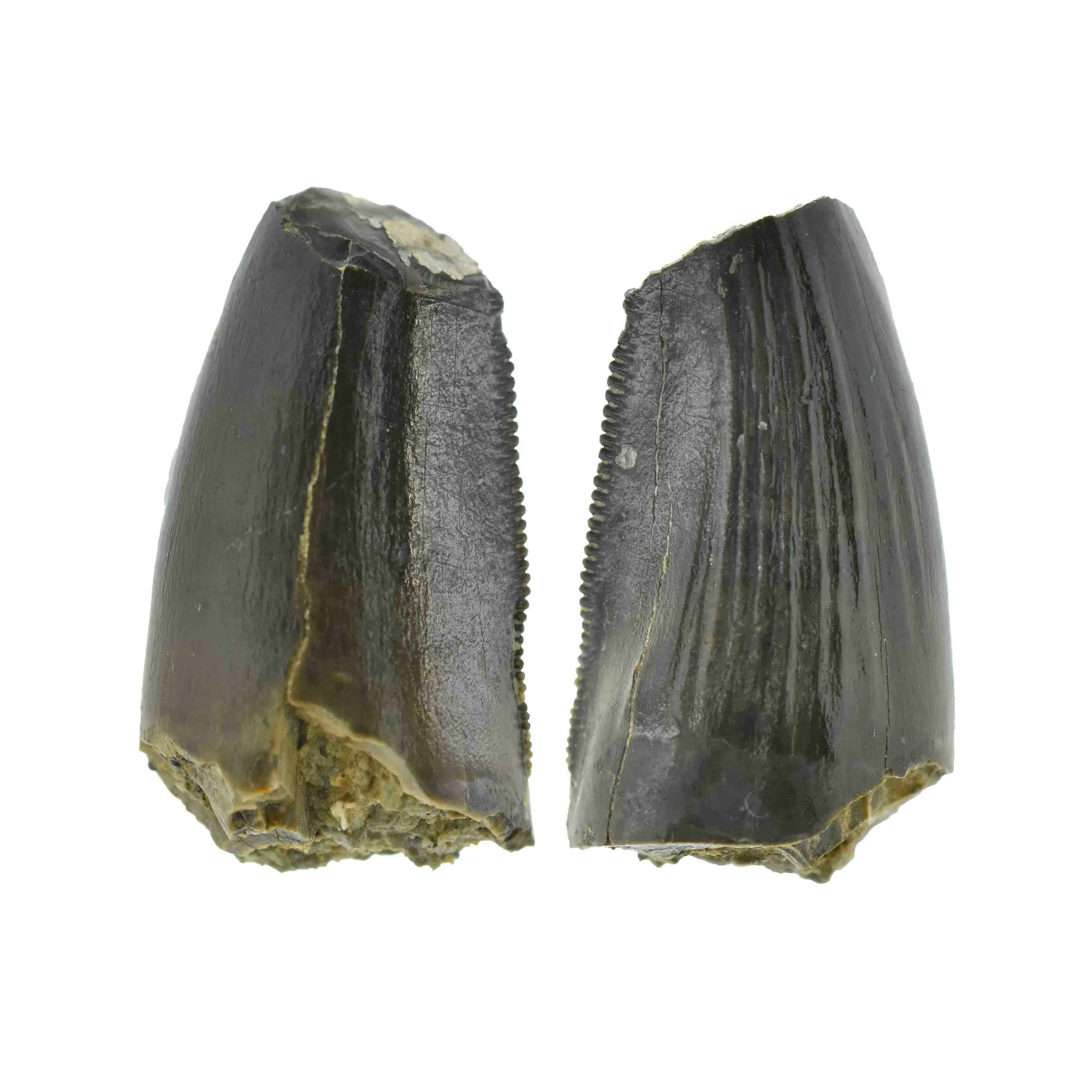 Ceratosaurus indet. (tooth)