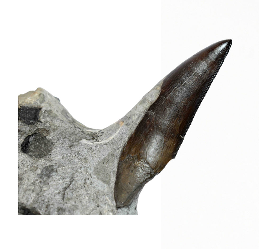 Torvosaurus gurneyi