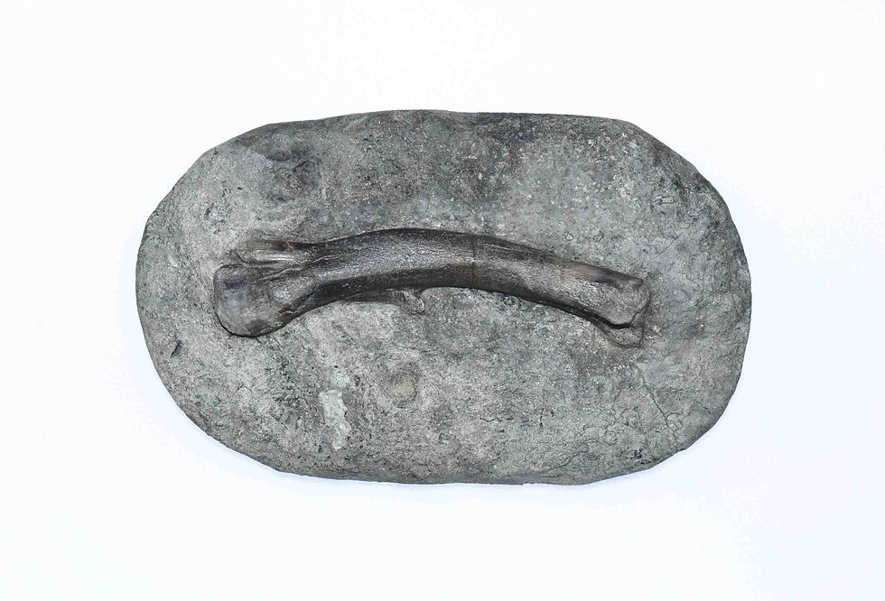 Thumbnail: Ornithischian indet. (femur)