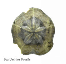 Sea Urchins Fossils of Portugal