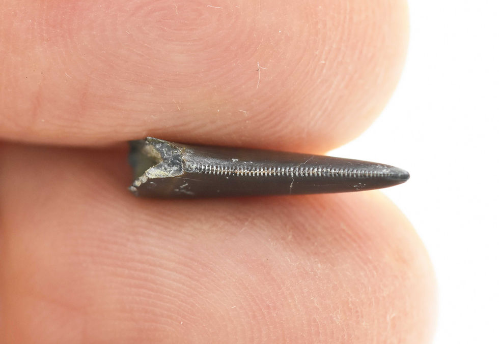 Thumbnail: cf Marshosaurus (tooth)