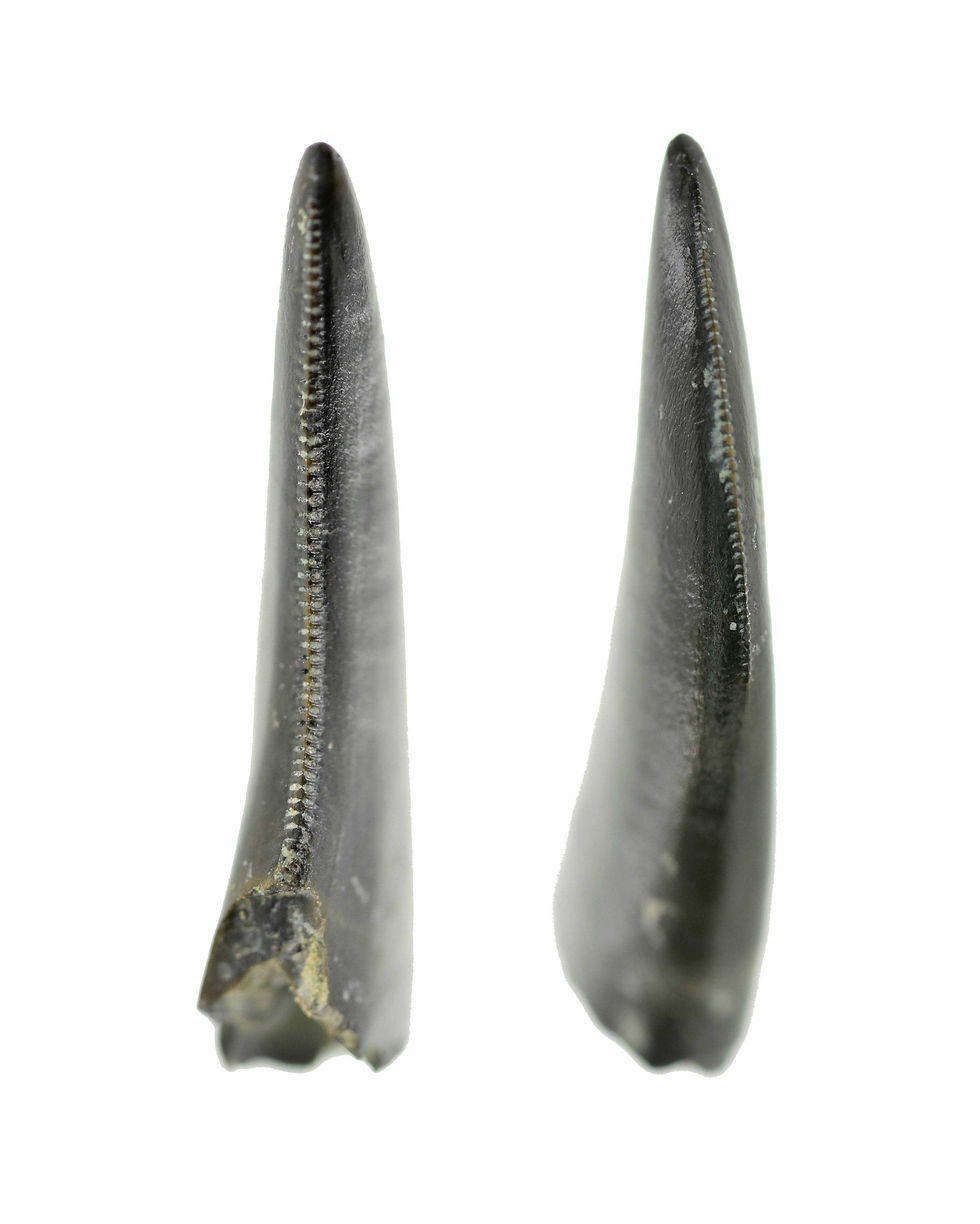 Thumbnail: cf Marshosaurus (tooth)