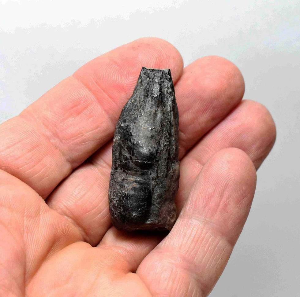 Thumbnail: Coprolite (Theropod)