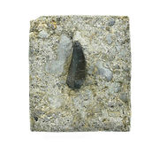 Allosaurus indet. (tooth)