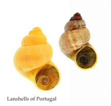Landshells of Portugal