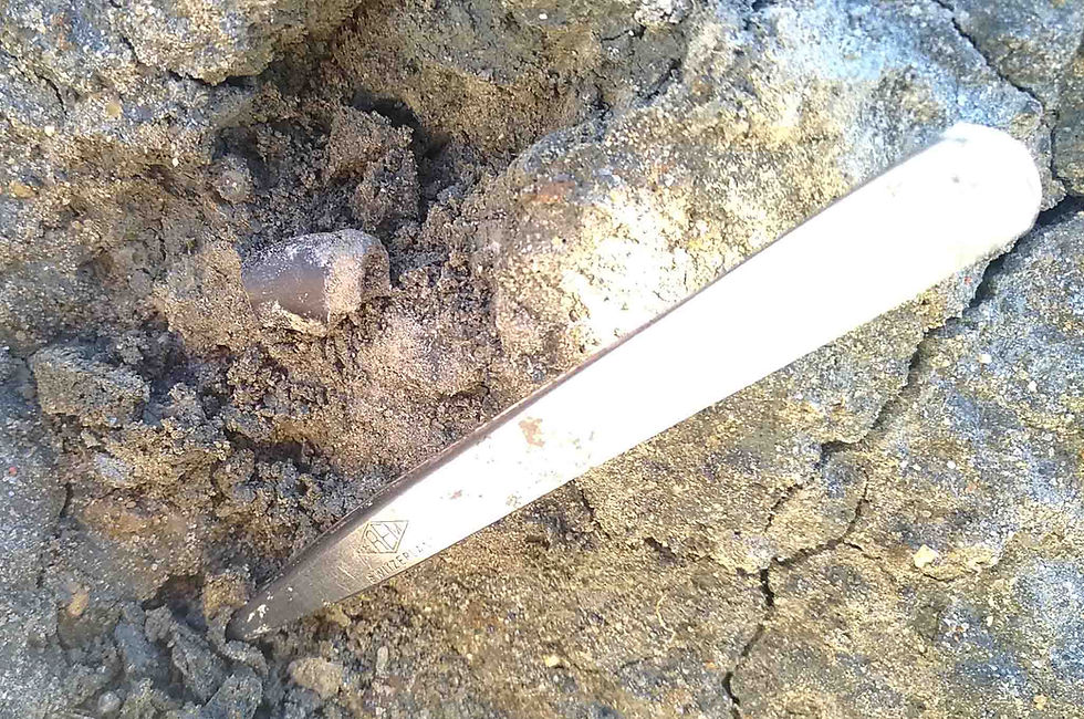 Thumbnail: Theropod indet. (tooth)