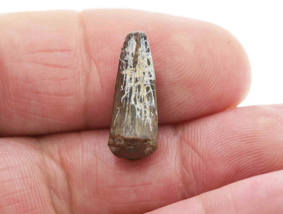 Thumbnail: Machimosaurus indet.