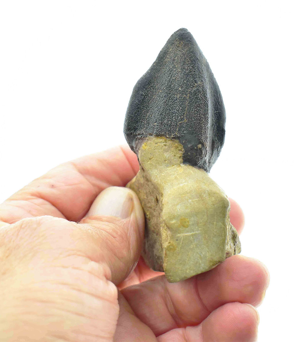 Thumbnail: cf Turiasauria sp (tooth)