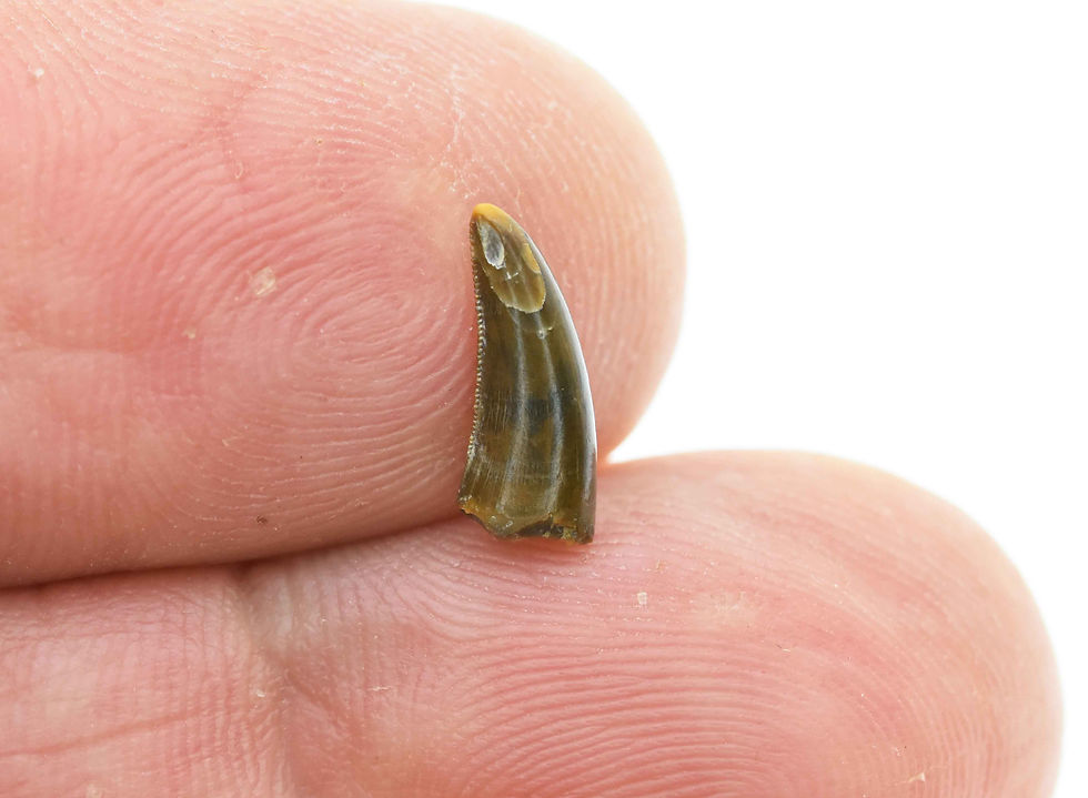 Thumbnail: Maniraptora indet. (tooth)