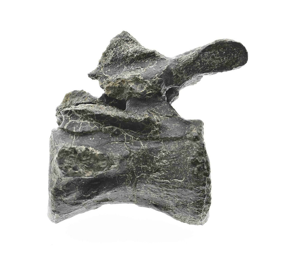 Thumbnail: Stegosaurus (vertebrae)