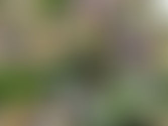 Creamy Vegan High Protein Kale Caesar Wrap