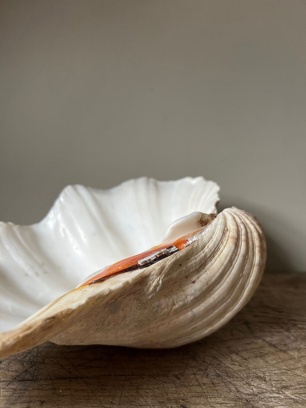 Thumbnail: Large Antique Clam Shells (3 available) 