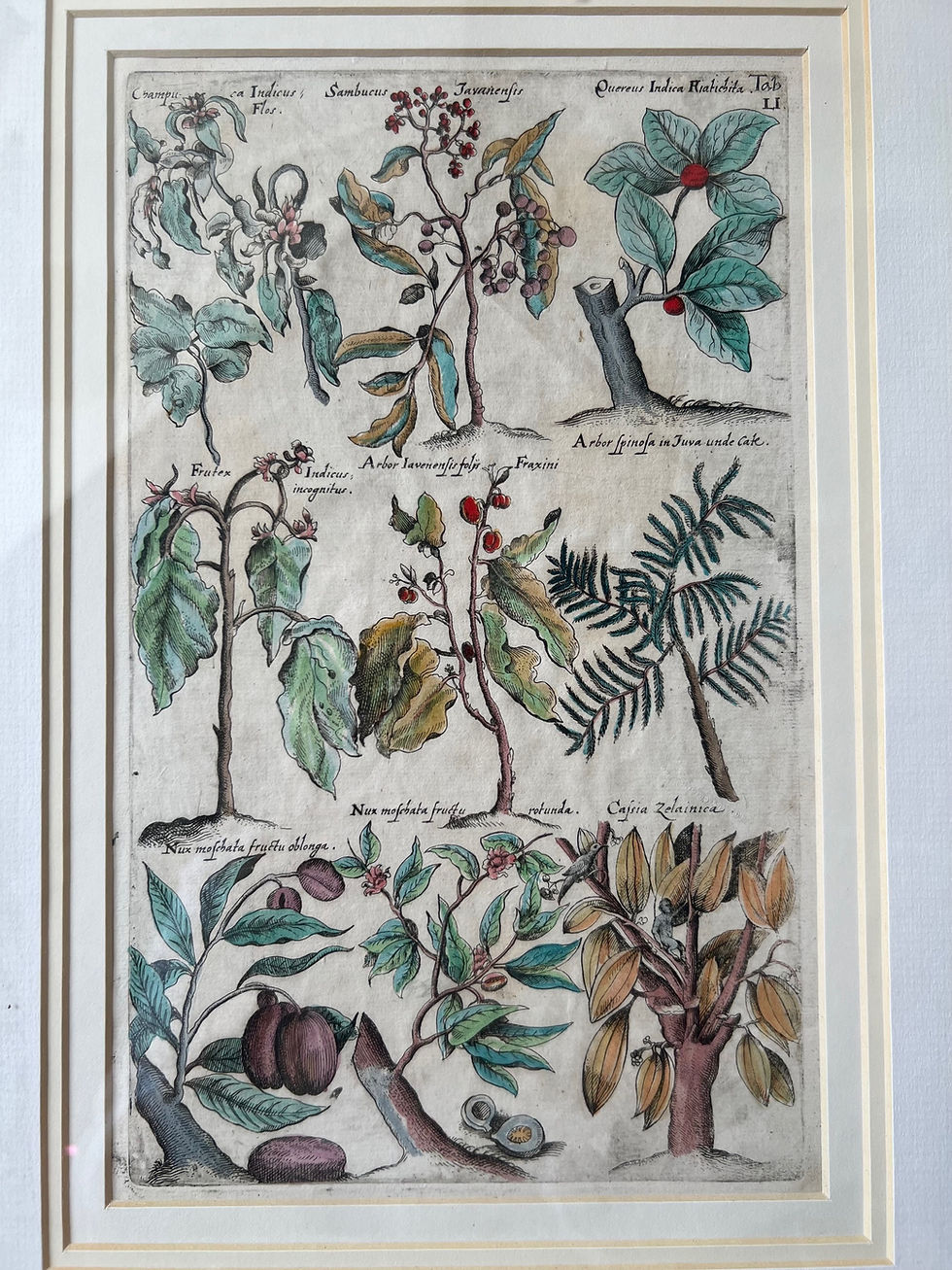 Thumbnail: Hand Painted 18th Century Botanical Prints - Set of Three