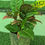 Thumbnail: Croton plant - many different varieties available