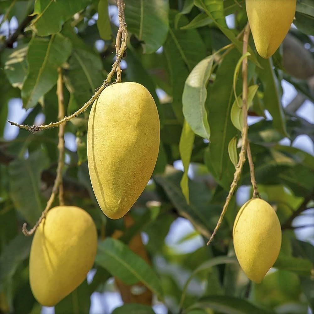 Chausa mango grafted plant - bhet kalam