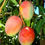 Thumbnail: Chandani ( chandan khas )mango grafted plant-bhet kalam