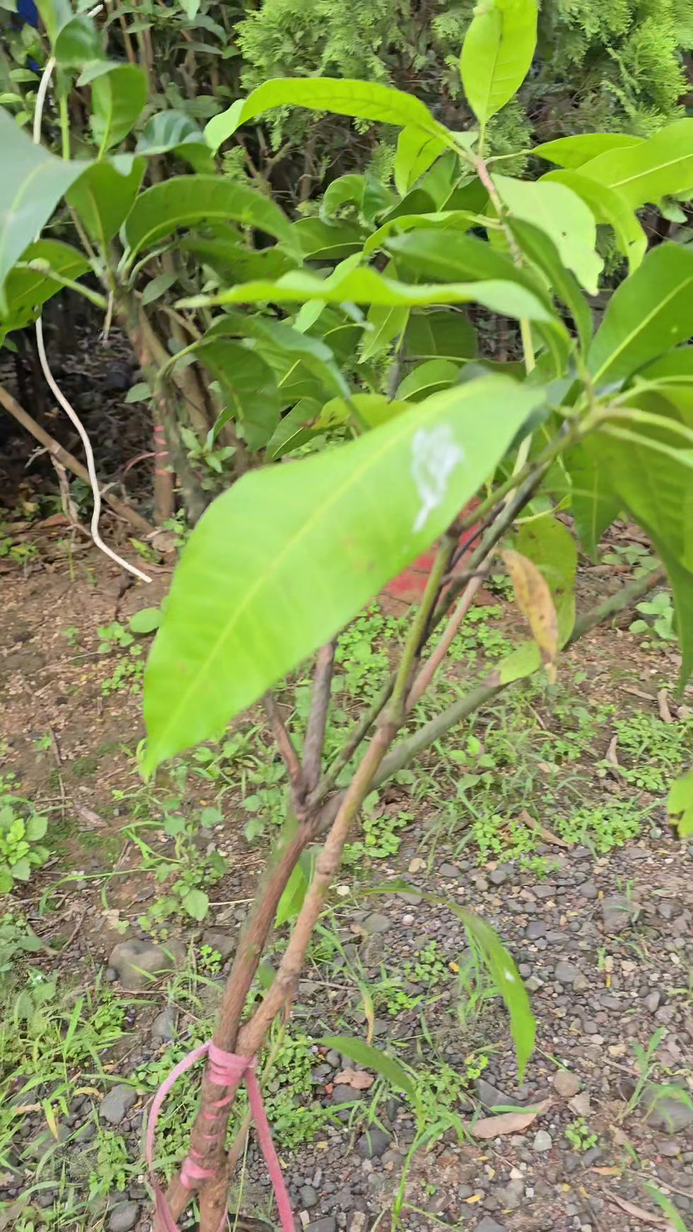 Thumbnail: Fazli mango grafted plant-bhet kalam