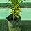 Thumbnail: Croton plant - many different varieties available