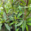 Thumbnail: Bahimukhi rudraksha plant