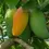 Thumbnail: Fazli mango grafted plant- nutan kalam