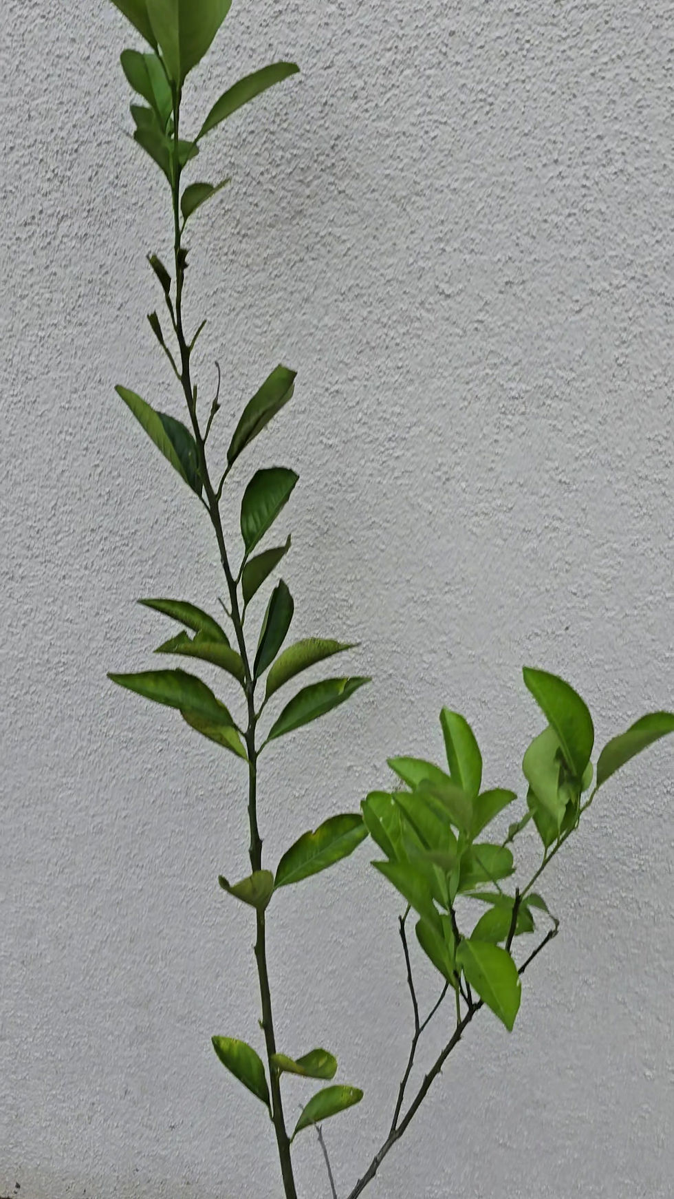 Thumbnail: Sweet lime ( mosambi ) grafted plant