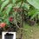 Thumbnail: Sonpari mango grafted plant- nutan kalam