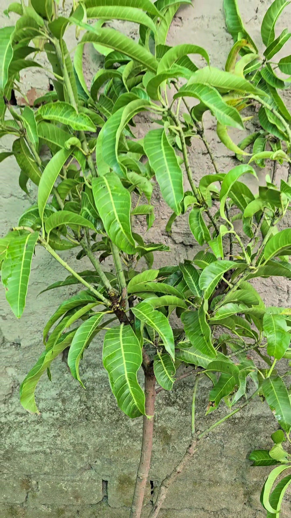 Thumbnail: kesar mango grafted plant-bhet kalam